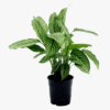 Calathea White Star - Image 2