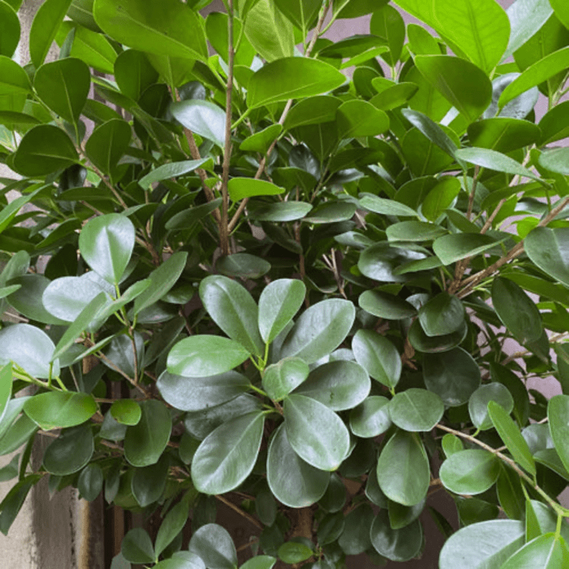 Ficus Daniella - Image 4