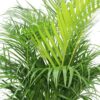 Areca Palm
110cm - Image 4