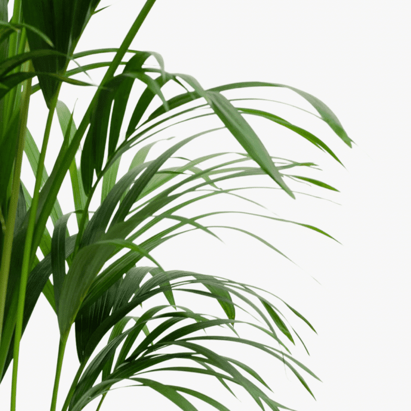 Kentia Palm
115 cm - Image 3