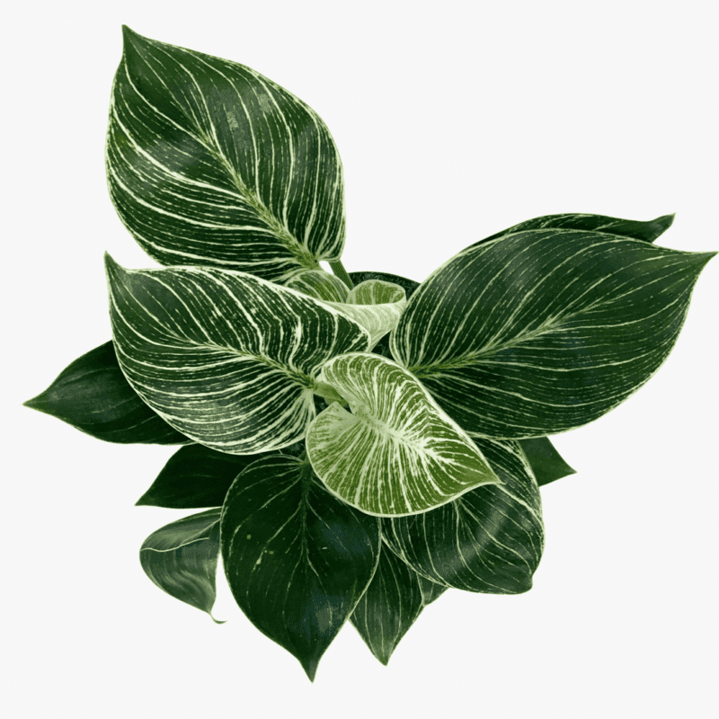 Philodendron White Wave - Image 3