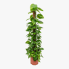 Money Plant Golden Pothose
Big size
125cm - Image 2