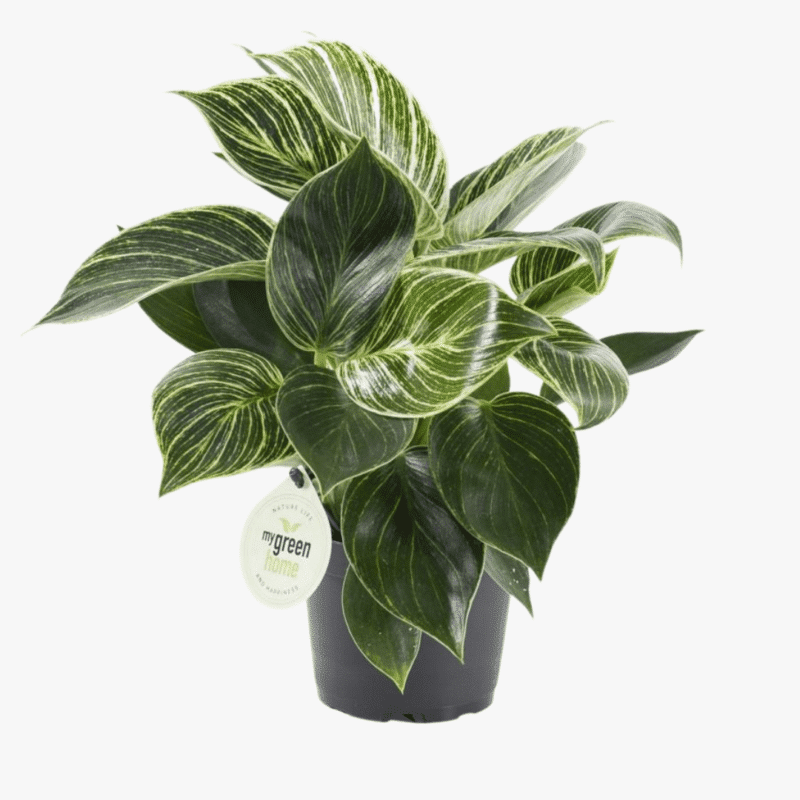 Philodendron White Wave - Image 5