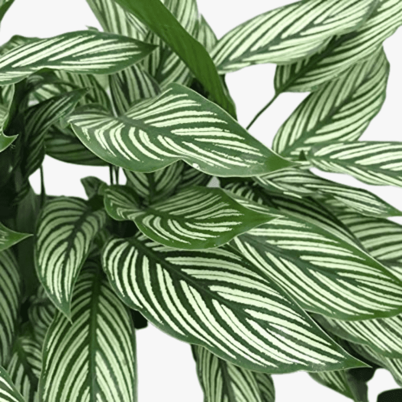 Calathea White Star - Image 3