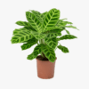 Calathea Zebrina