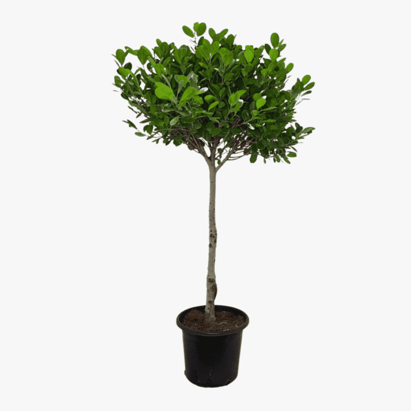 Ficus Daniella - Image 3