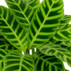 Calathea Zebrina - Image 2