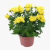 Chrysanthemum Chrystal Yellow - Image 2