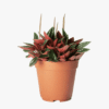 Peperomia caperata Rosso
Bushy - Image 3