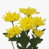 Chrysanthemum Chrystal Yellow - Image 3