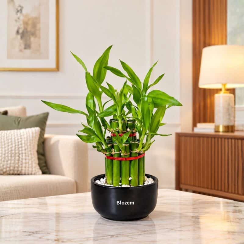 Lucky Bamboo 2 steps