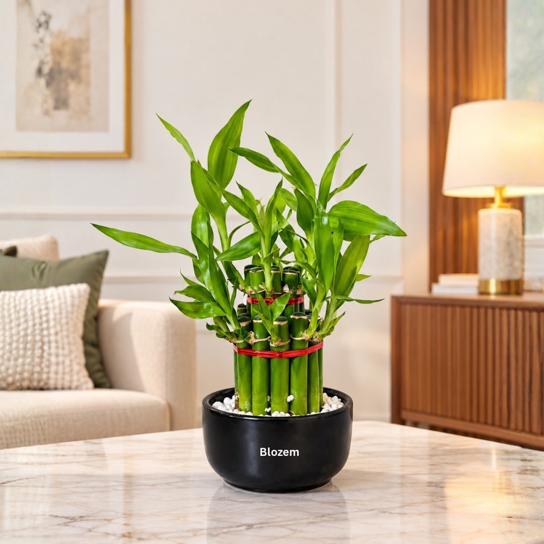 Lucky Bamboo 2 steps