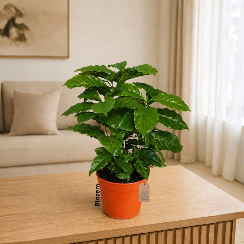 Arabian Coffee Plant