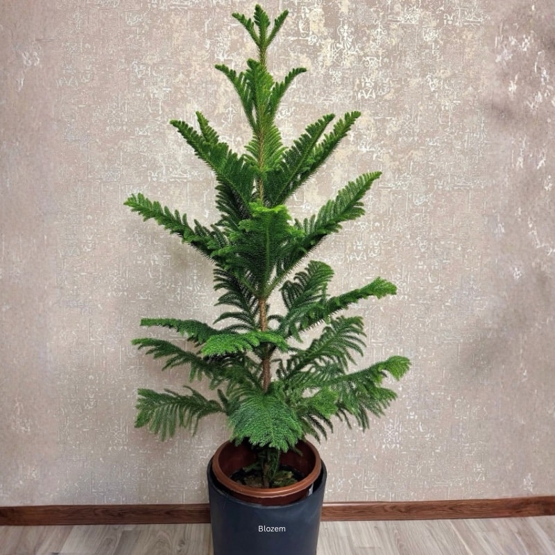 Araucaria Christmas Tree 
Big size