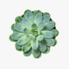 Echeveria elegans - Image 2