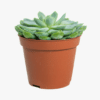 Echeveria elegans