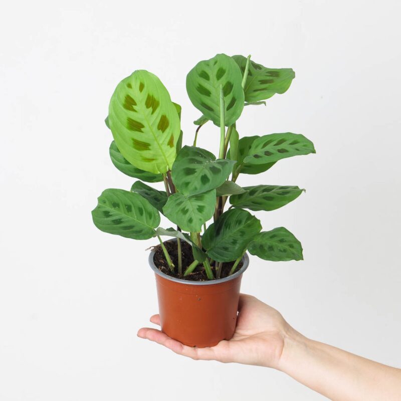 Maranta leuconeura var. kerchoveana -Prayer Plant