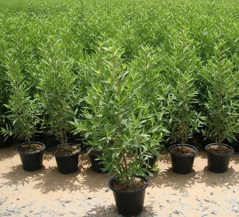 Conocarpus Plant