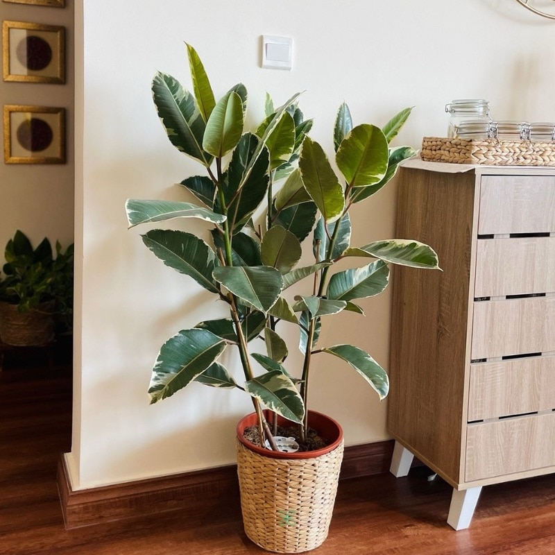 Ficus Elastica 'Tineke'
Big size
105cm