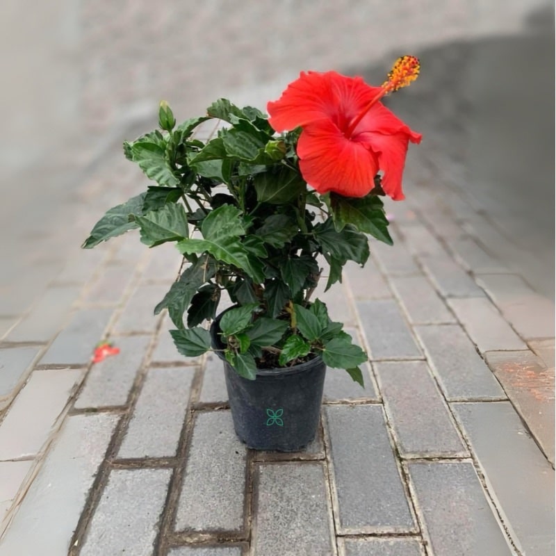 Hibiscus Red