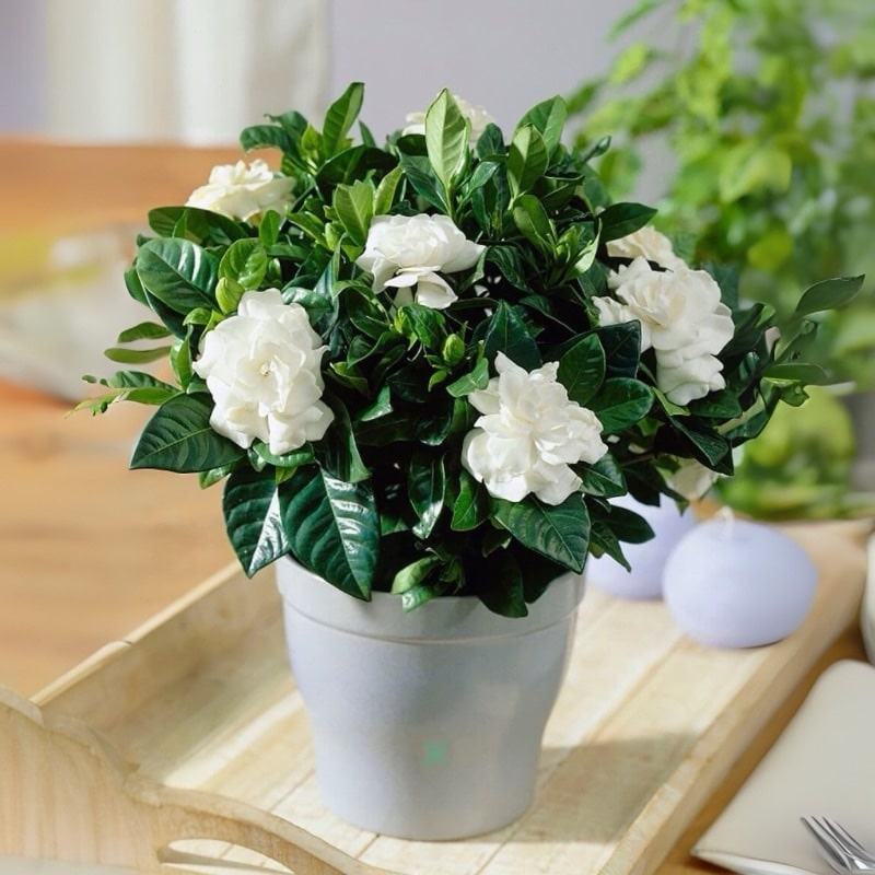 Gardenia Jasminoides 
Bushy