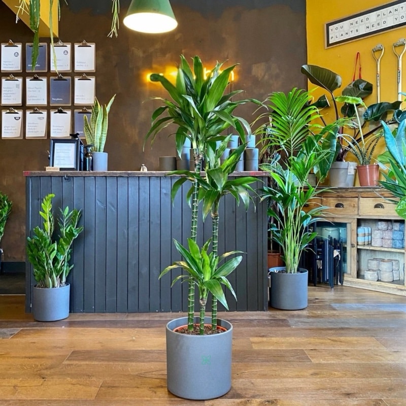 Dracaena Janet Craig
Big Size
150cm