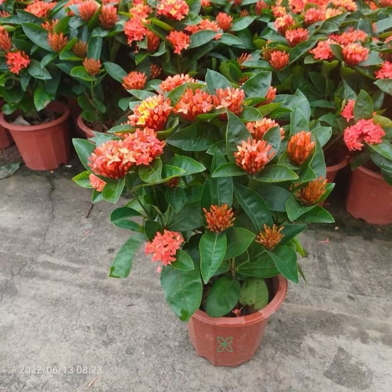 Ixora coccinea Orange-Big Size
