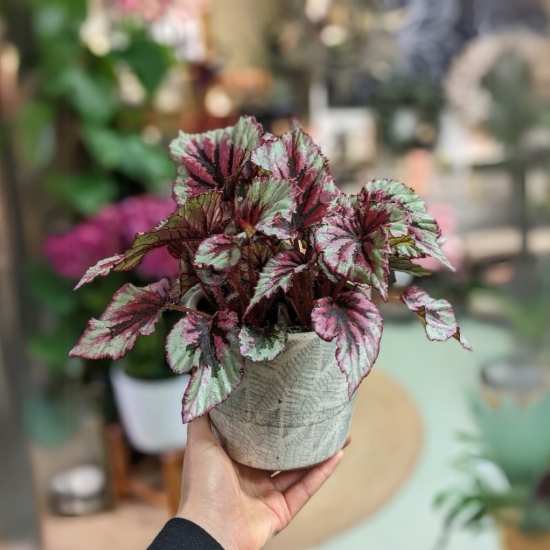 Begonia Leaves Beleaf