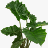 Alocasia Portodora Upright Elephant Ear - Image 5