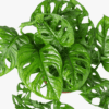Monstera Monkey Mask - Image 4