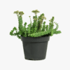 Crassula marnieriana-Jade Necklace
Hanging