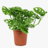 Monstera Monkey Mask - Image 3
