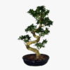 Ficus Panda Bonsai
