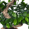 Ficus Panda Bonsai - Image 2