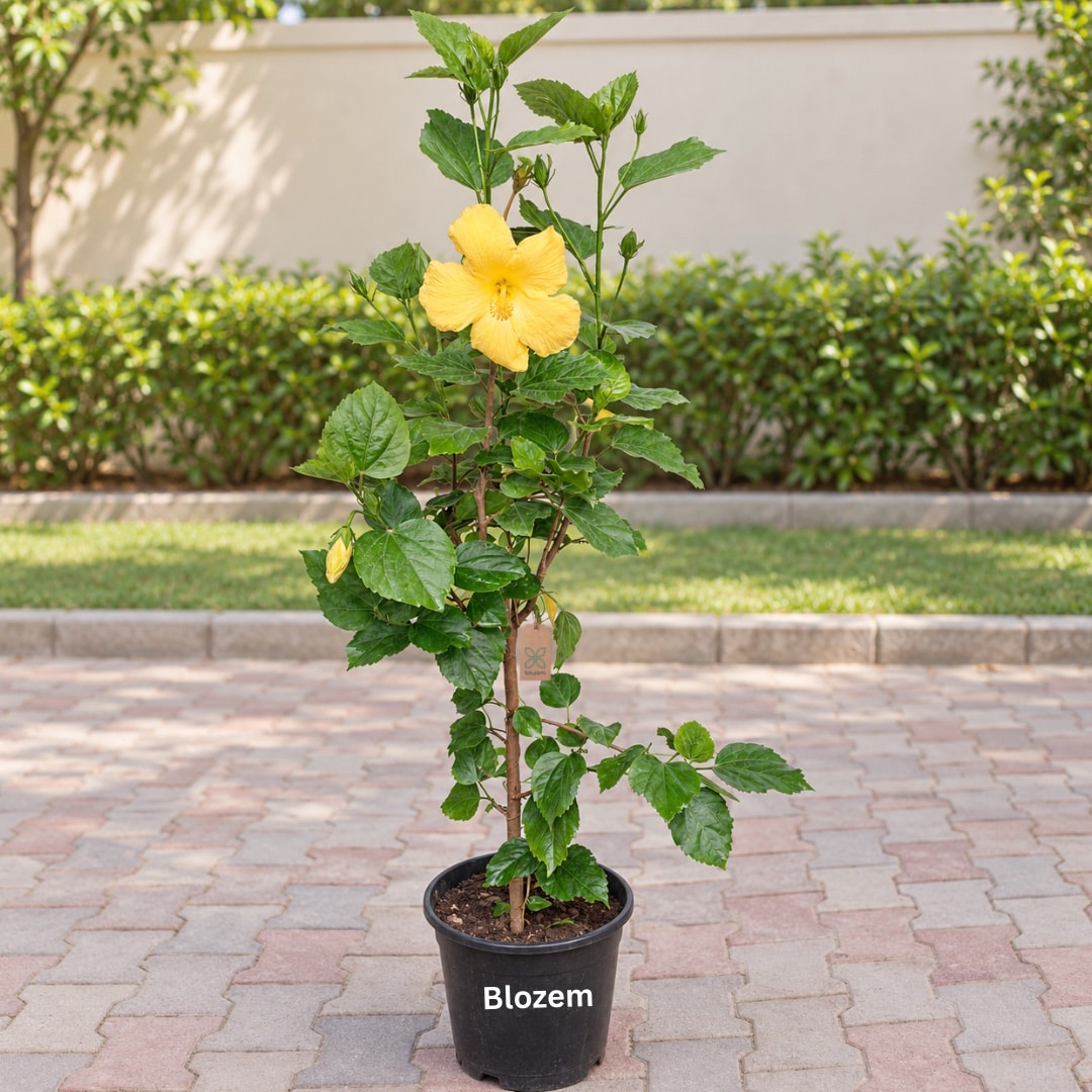 Yellow Hibiscus-Big