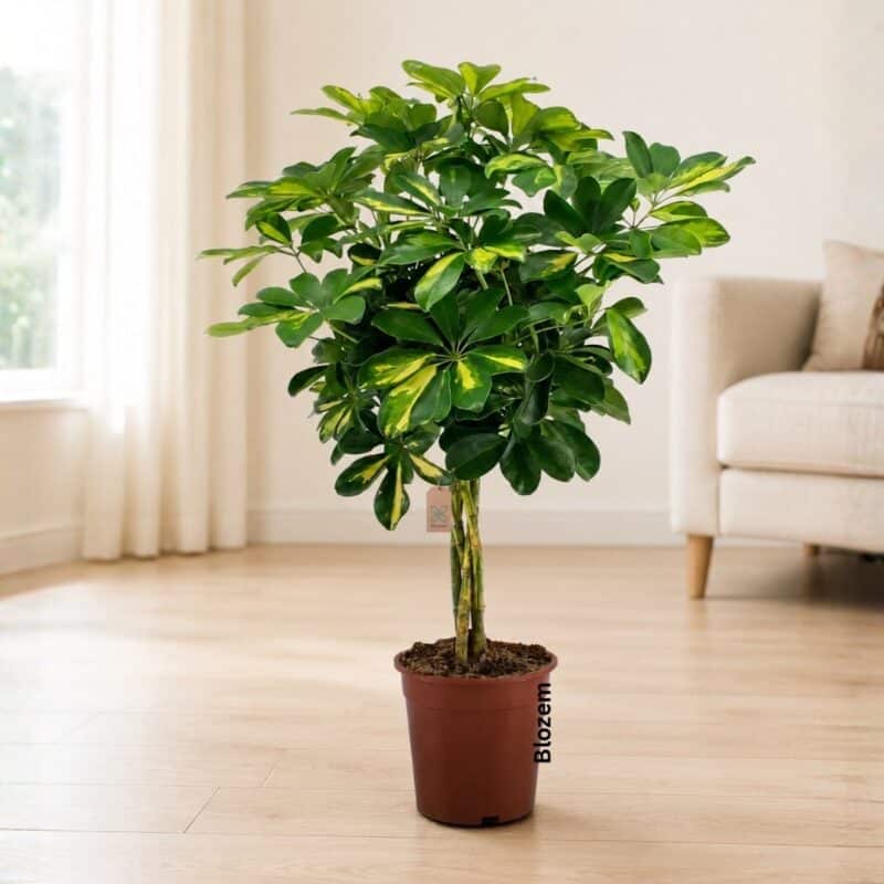 Dwarf Umbrella Tree - Twisted Stem
85cm