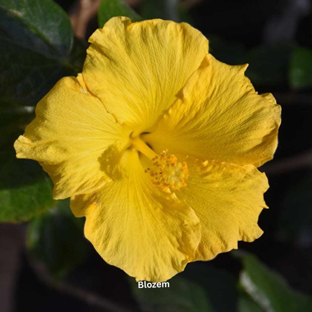 Yellow Hibiscus-Big - Image 2