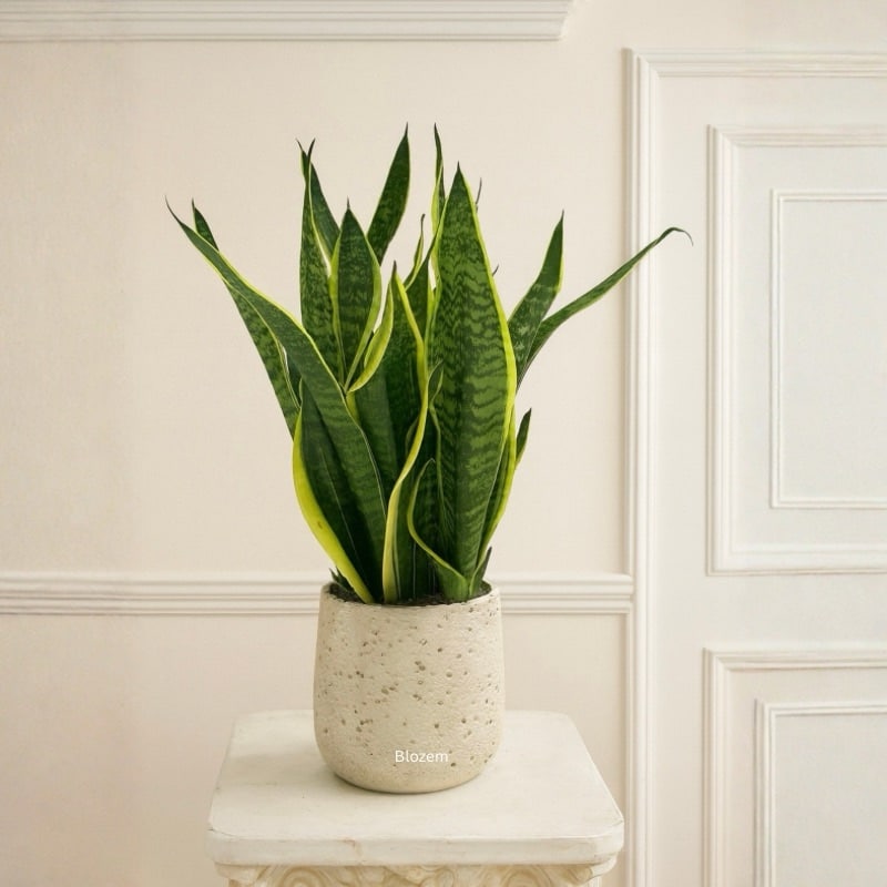 Golden Flame - Snake Plant