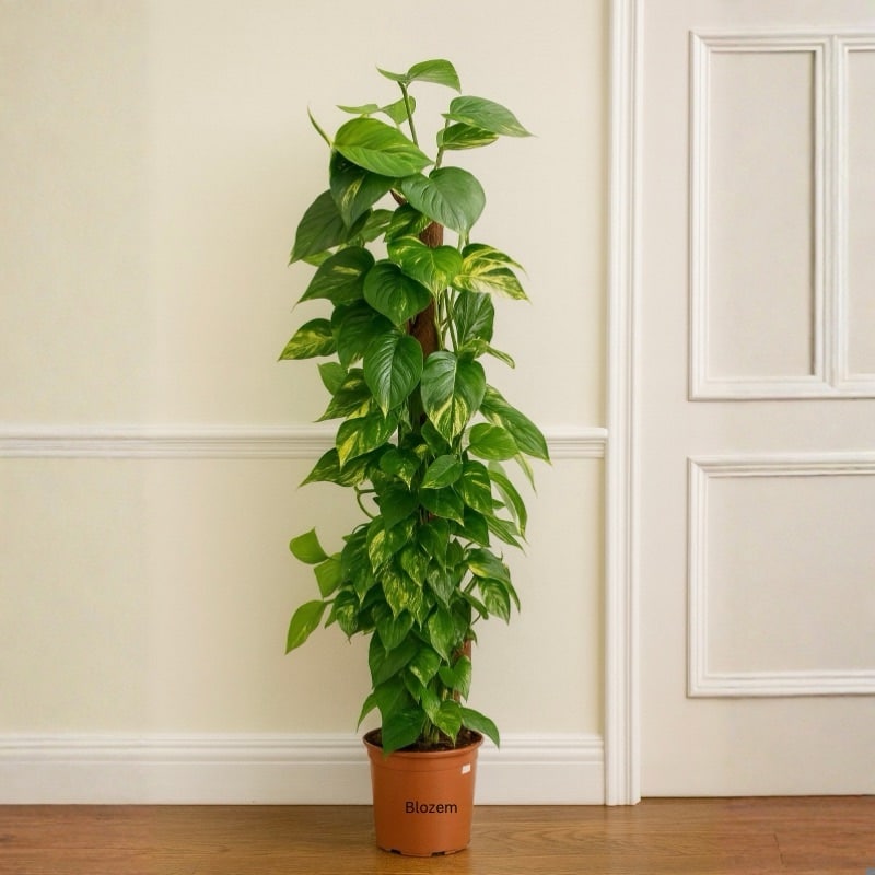 Golden Pothos Money Plant
85cm