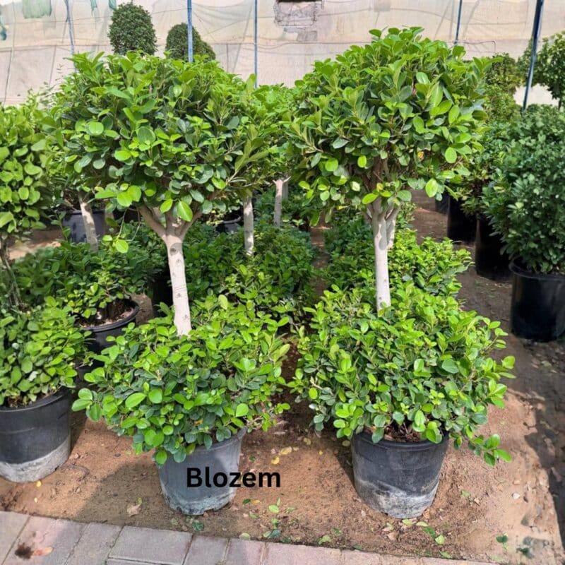 Ficus Panda 2 Head
100cm