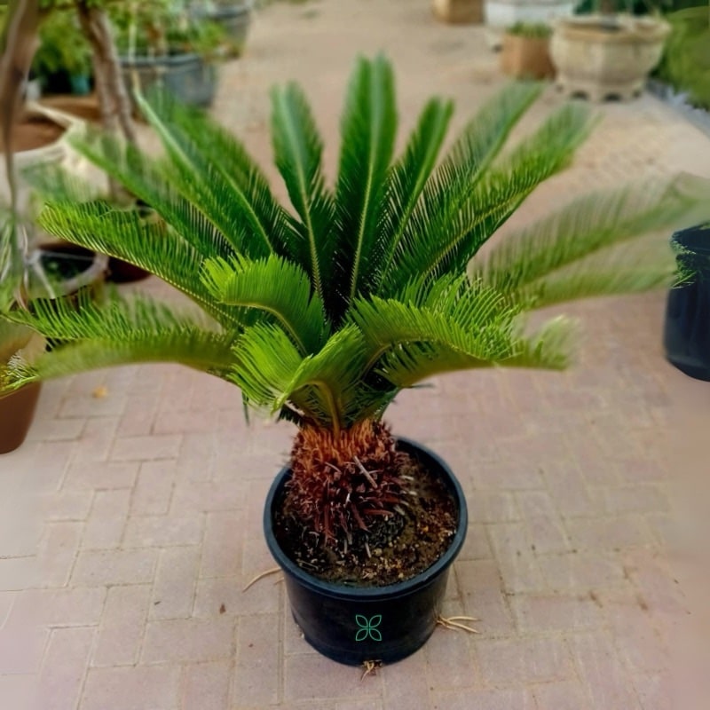 Cycas Palm-Sago Palm