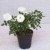 Rose white gemengd - Image 2