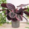 Calathea Surprise Star - Rose Painted Calathea