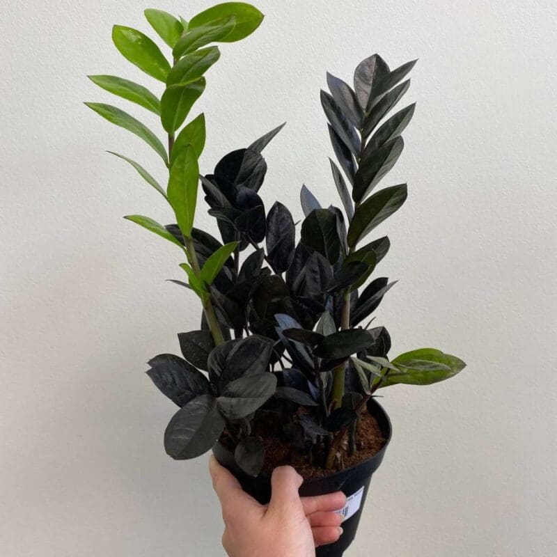 Zamioculcas Raven - Black ZZ Plant
Bushy - Image 4