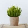 Calluna Vulgaris Skyline - Image 2