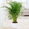 Areca Palm
110cm