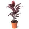 Cordyline fruticosa Rumba - Image 2