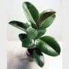 Ficus elastica Rubber plant - Green
