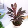 Cordyline fruticosa Rumba