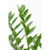 Zamioculcas zamiifolia - ZZ Plant
80cm - Image 7